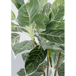 Plante décorative Calathea 140cm><noscript><img width=