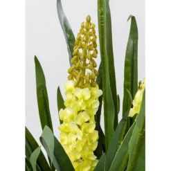 Plante décorative Rhynchostylis 150cm><noscript><img width=