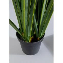 Plante décorative Rhynchostylis 150cm><noscript><img width=