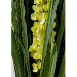 Plante décorative Rhynchostylis 150cm><noscript><img width=