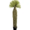 Plante décorative Yucca Rostrata 180cm>KARE Design Clearance