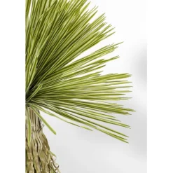 Plante décorative Yucca Rostrata 180cm>KARE Design Clearance