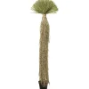 Plante décorative Yucca Rostrata 240cm>KARE Design