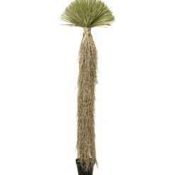 Plante décorative Yucca Rostrata 240cm>KARE Design