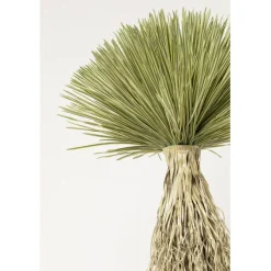 Plante décorative Yucca Rostrata 240cm>KARE Design